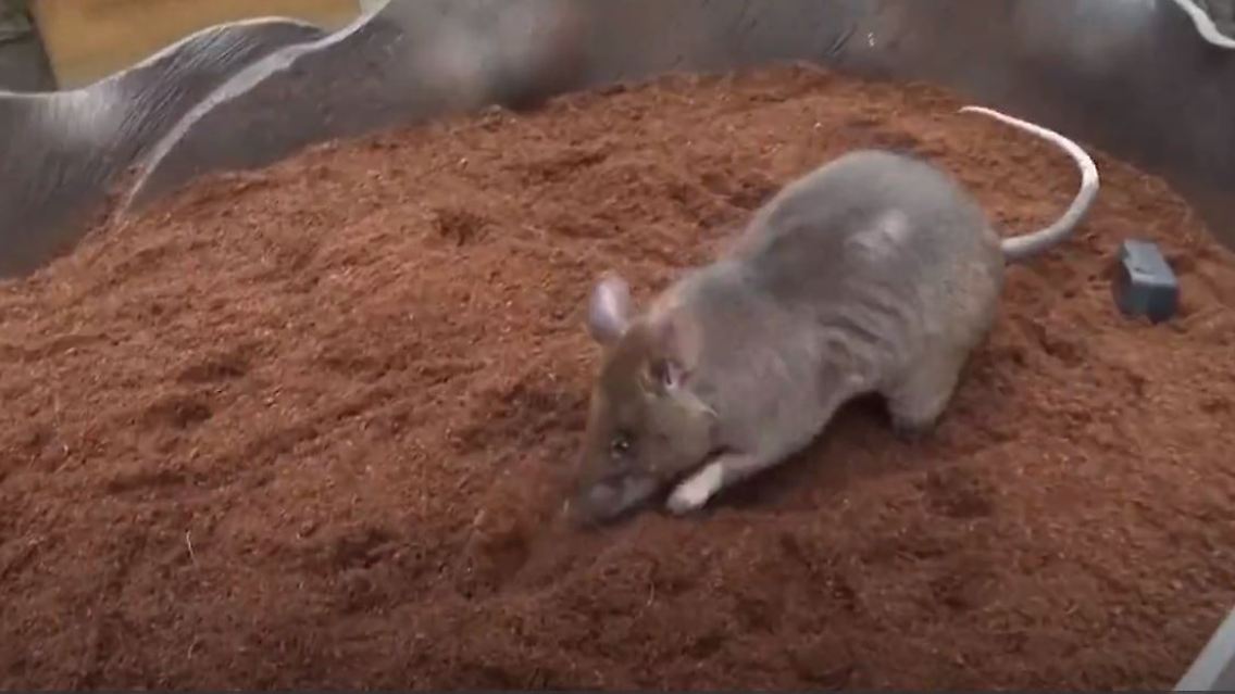 riesenhamsterratte.JPG