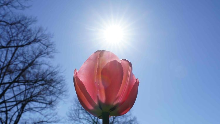 Eine Tulpe macht noch keinen Lenz: Der April bleibt unerfreulich.