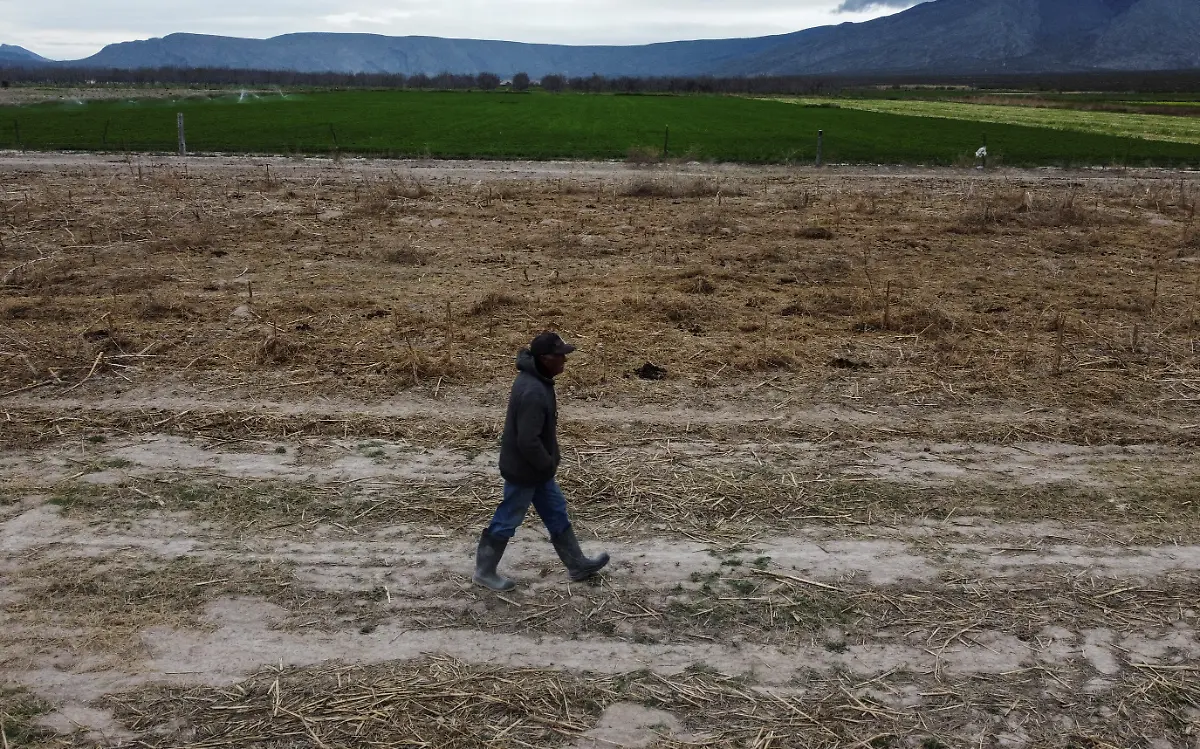 Farmer-Mario-Lopez-walks-through-his-alfalfa