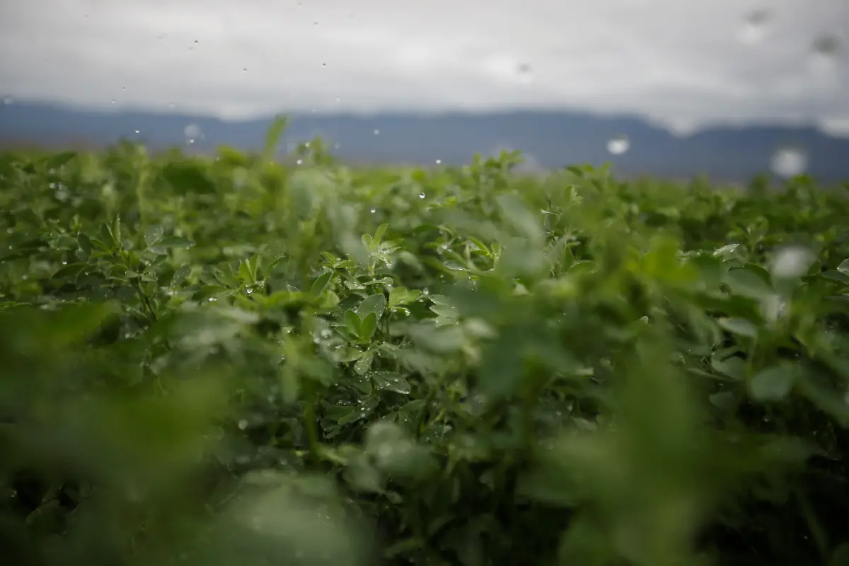 Farmer-Mario-Lopez-s-alfalfa-crops-are-pictured-while-being-irrigated-with-water