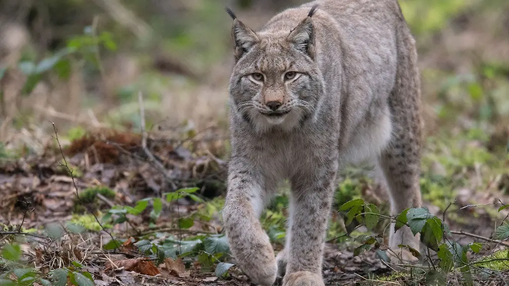 Ein-Luchs-spaziert-durch-sein-Gehege-im-Wildpark-Alte-Fasanerie-in-Hanau