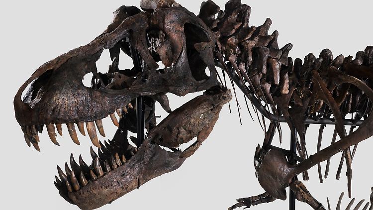 Lockt noch zahlreiche Bewunderer an: der in die Jahre gekommene Tyrannosaurus rex.