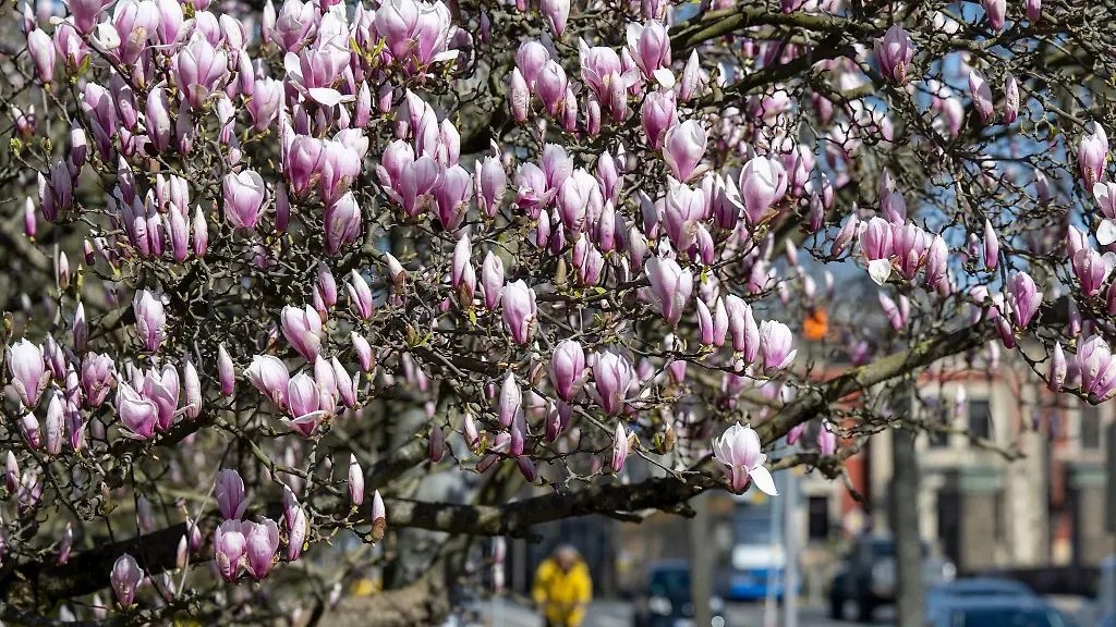 Eine-Magnolie-steht-an-der-Klingerbruecke-in-Leipzig-in-voller-Bluete