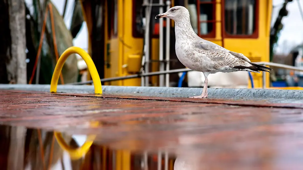 Eine-Moewe-steht-bei-wechselhaftem-Wetter-neben-einer-Pfuetze-im-Hafen