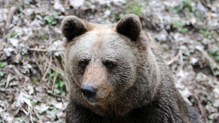Ein Bild der Bärin Jurka, sie ist die Mutter von JJ4, die einen Jogger im Trentino getötet hatte. 
