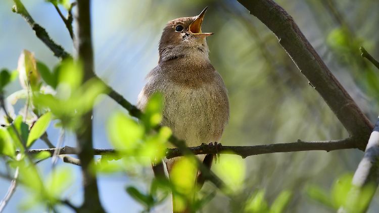 Nachts werben Nachtigall-Männchen mit ihrem Gesang um eine Partnerin, tagsüber vertreiben sie Konkurrenten aus ihrem Revier.