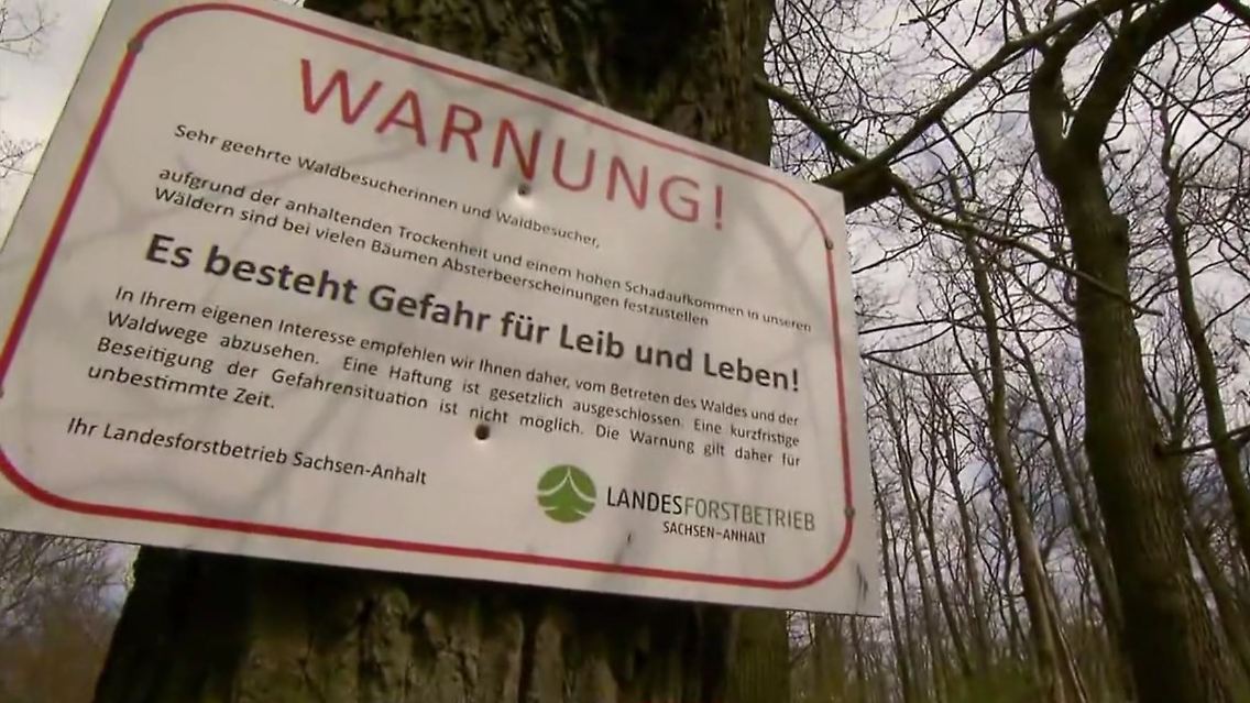 laubbaeume.JPG