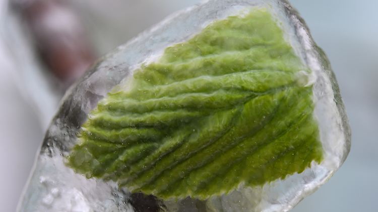 Ein Laubblatt ist an einem kalten Tag im Frühling mit einer dicken Eisschicht überzogen.
