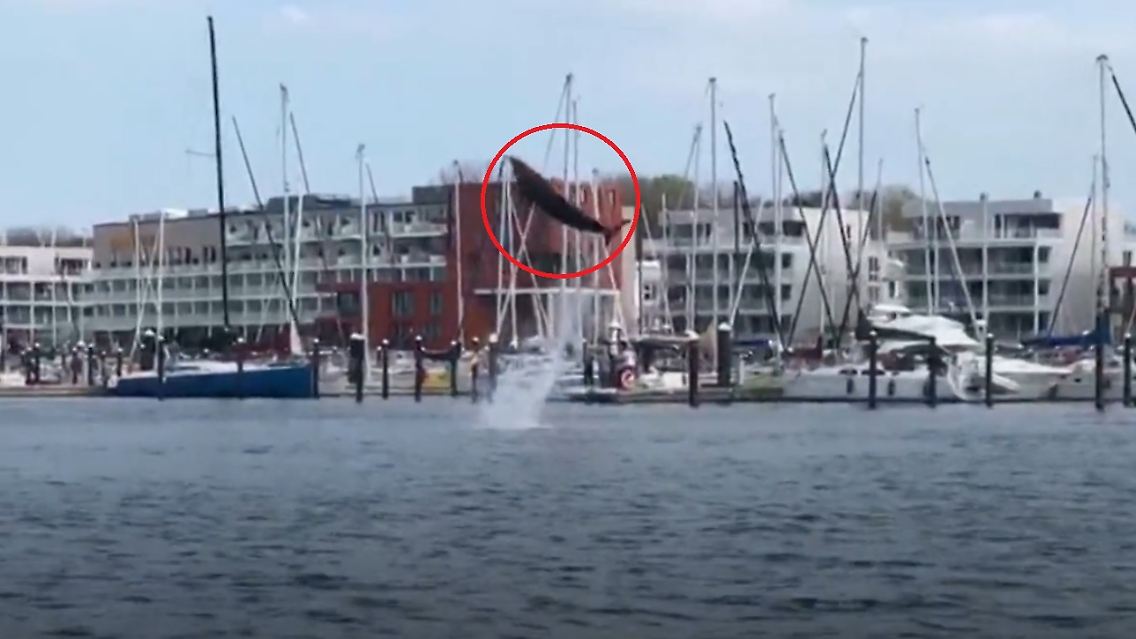 Delfin.jpg