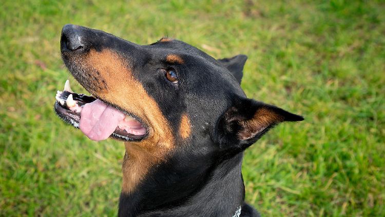 Dobermann Indie (nicht im Bild) hatte den richtigen Riecher. 