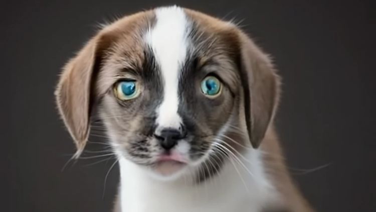 Ein Fantasiewesen, halb Hundewelpe, halb Kätzchen. Kreiert mit der Bild-KI Craiyon.