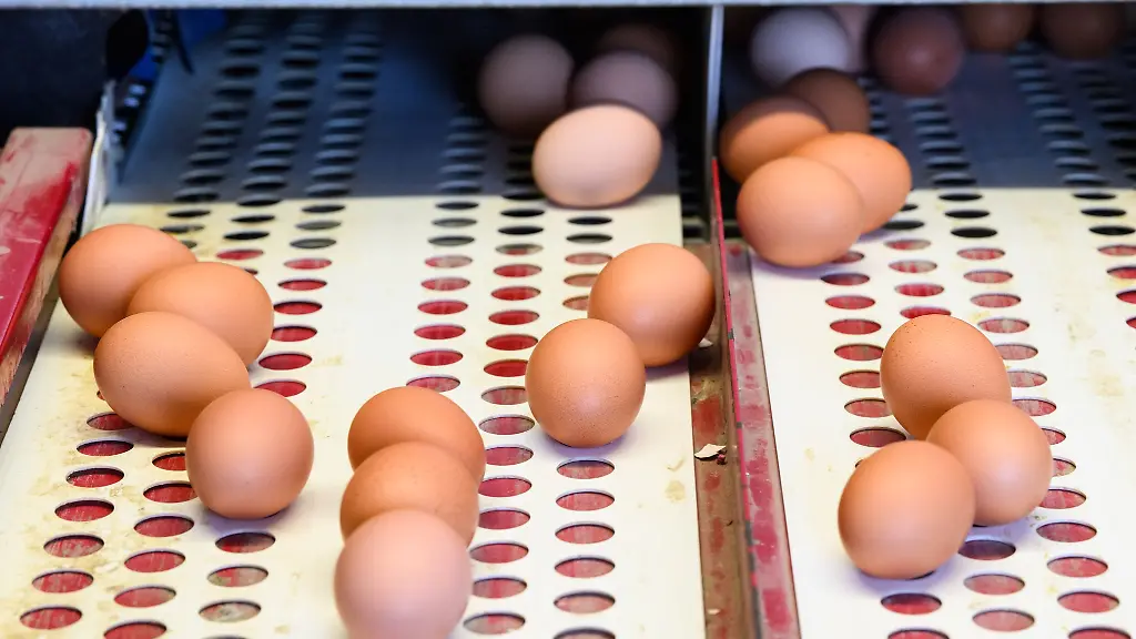 Eier-liegen-in-einem-Betrieb-mit-Eiern-aus-Freilandhaltung