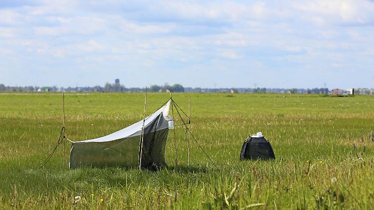 Um Fluginsekten zählen zu können, werden sie in sogenannten Malaise-Fallen gefangen.