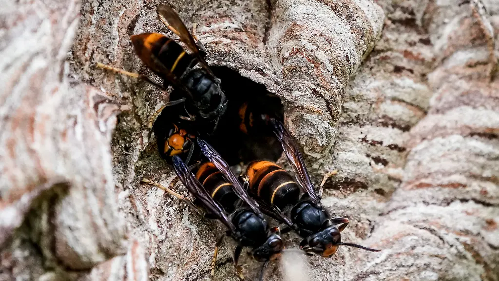 urn-binary-dpa-com-20090101-240327-935-53389-FILED