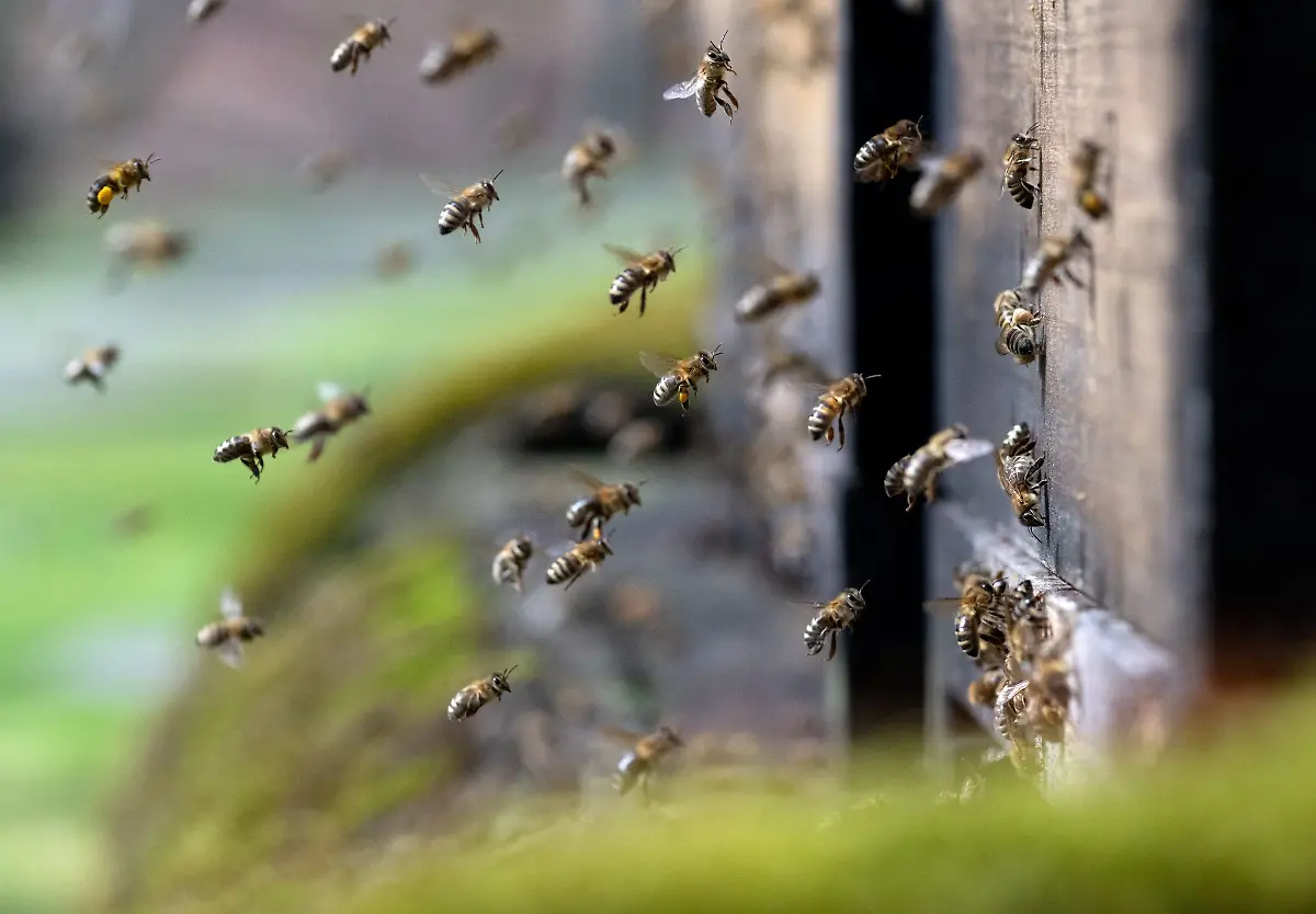 Honigbienen-fliegen-in-der-Innenstadt-einen-Bienenstock-an