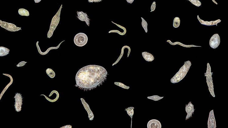 Mikroben sind überall zu finden: von Algen in Seen und Ozeanen über Amöben im Boden bis hin zu menschlichen Parasiten.