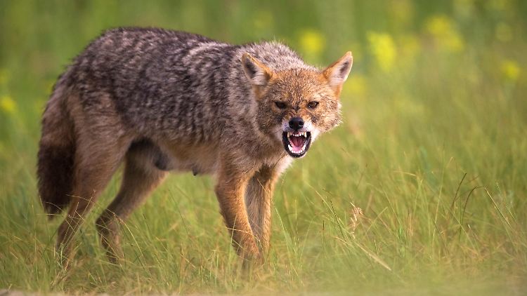 Die Jagd als Mittel gegen Schakale halten Experten für kontraproduktiv, da sie einfach mehr Junge bekommen würden.