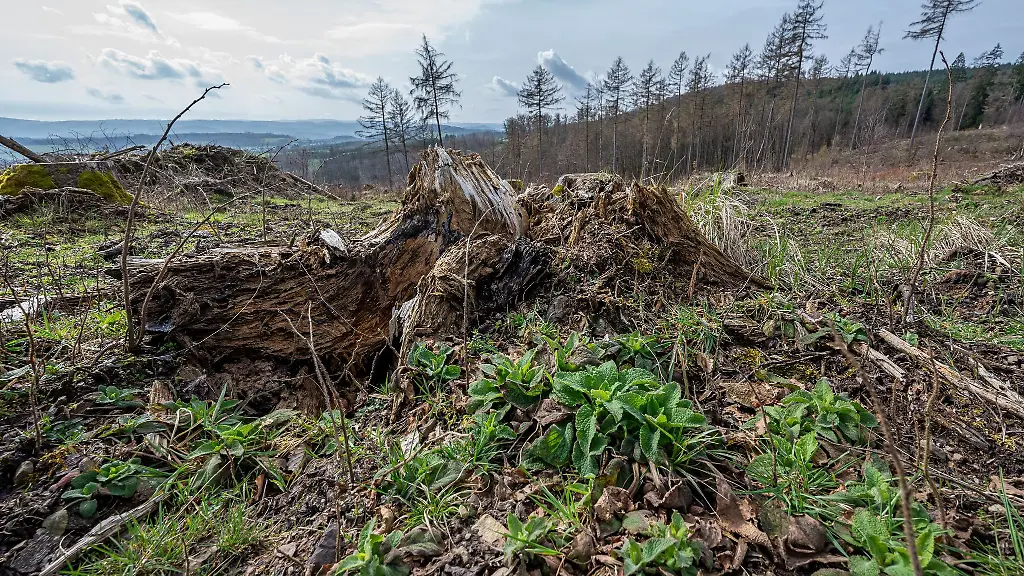 Abgeholzte-Waldflaeche-vor-einem-Panorama-mit-zahlreichen-toten-Baeumen-im-Maerz-2024-in-NRW