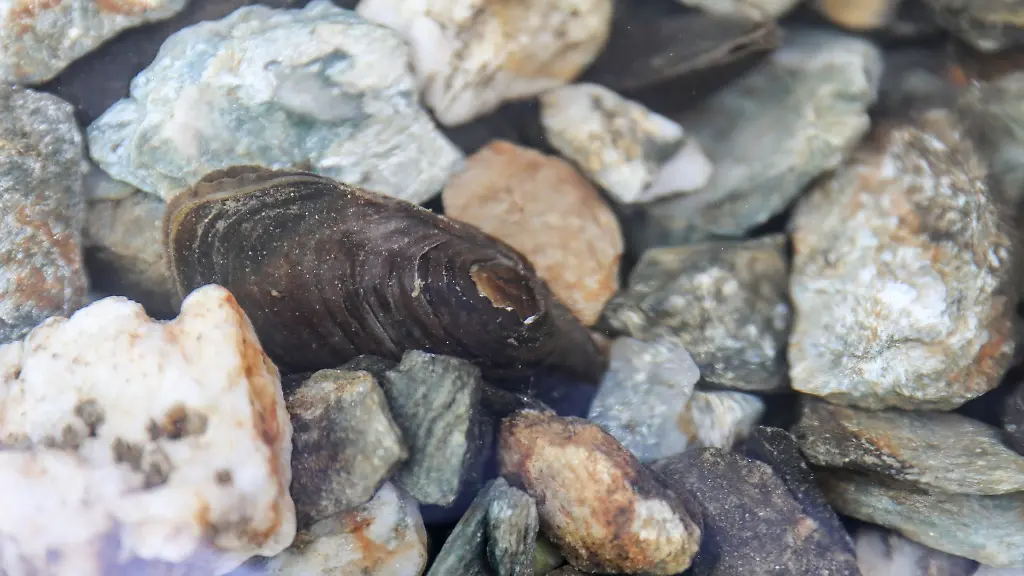 Eine-Flussperlmuschel-liegt-im-Becken-in-einer-Aufzuchtstation