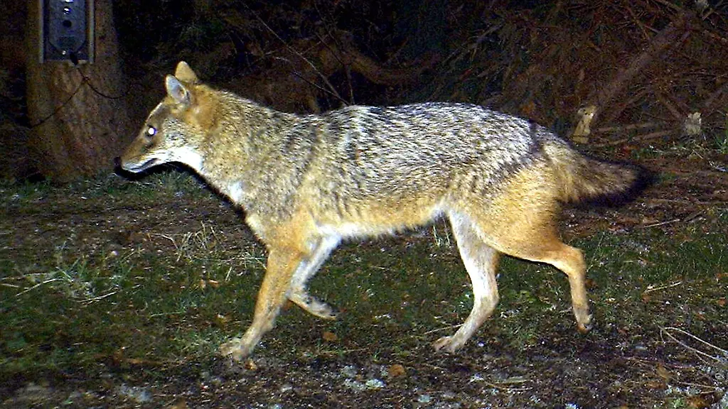 Das-Foto-aus-dem-Jahr-2012-zeigt-einen-Goldschakal-der-in-Bayern-von-einer-Wildkamera-fotografiert-wurde