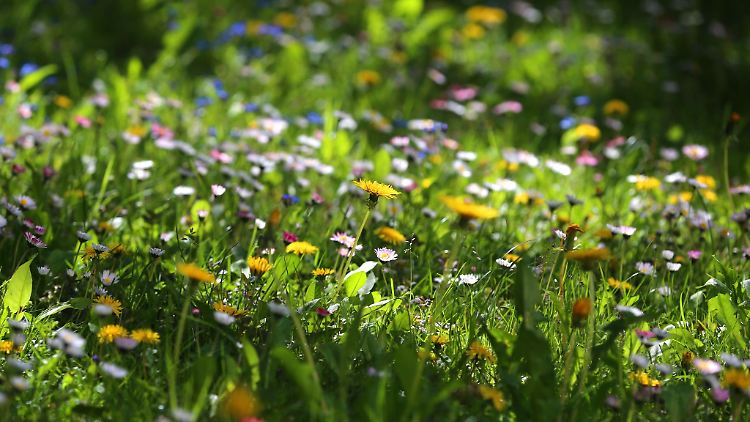 Gut für Insekten: Wird ein Rasen länger nicht gemäht, wachsen auf ihm viele Wiesenblumen.
