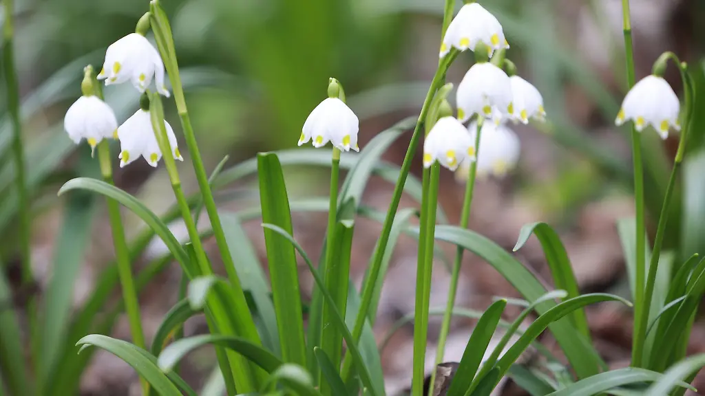 Maerzenbecher-bluehen