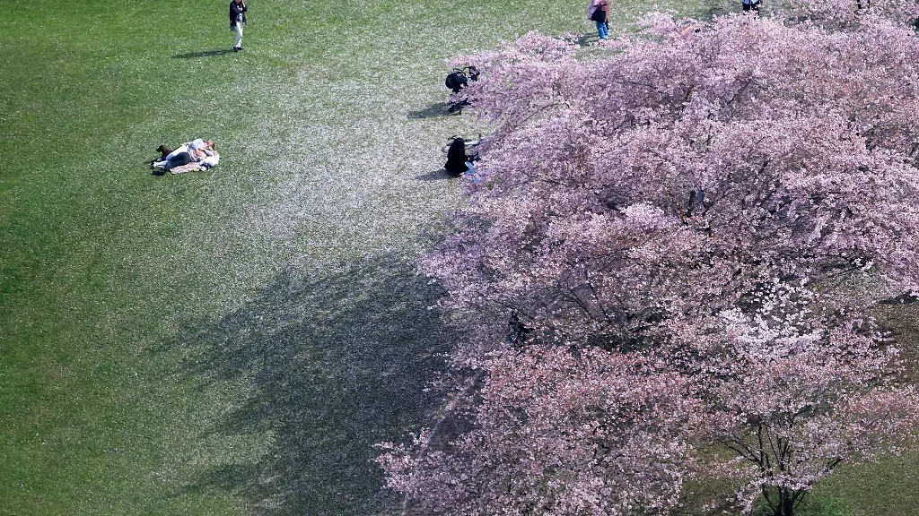 Menschen-schauen-sich-im-Olympiapark-die-Kirschblueten-an