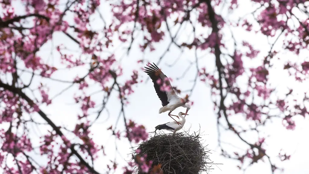 Blick-durch-einen-rosa-bluehenden-Baum-auf-zwei-Stoerche-bei-der-Paarung-in-ihrem-Nest