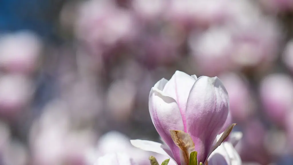 Eine-Magnolie-steht-an-der-Klingerbruecke-in-Leipzig-in-voller-Bluete