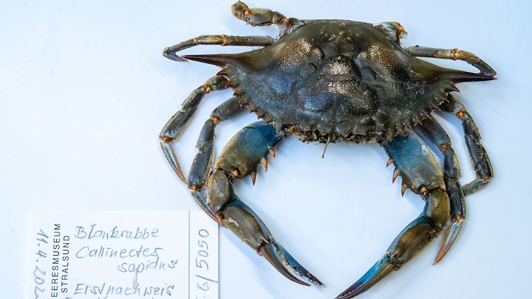 Blaukrabbe in der Sammlung des Deutschen Meeresmuseums Stralsund. Sie wurde im April 2023 am Strand des Ostseebades Ahlbeck gefunden.