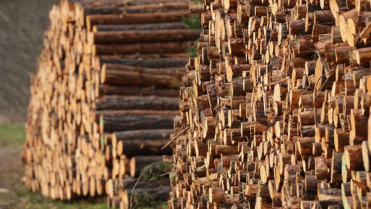 Nachhaltigkeit heißt in der Forstwirtschaft, nicht mehr Holz zu ernten, als wieder nachwächst. Dieses Prinzip kann man auf andere Bereiche übertragen.