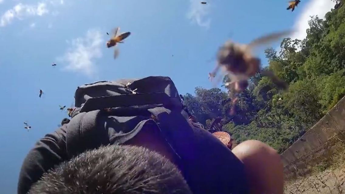 Riesenbienen.JPG