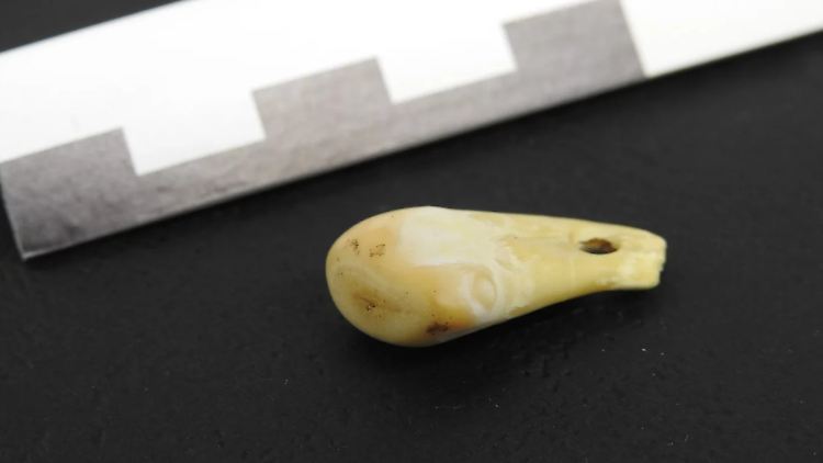 Der Steinzeit-Schmuck, ein durchbohrter Hirschzahn, wurde in der Denisova-Höhle in Südsibirien gefunden. 