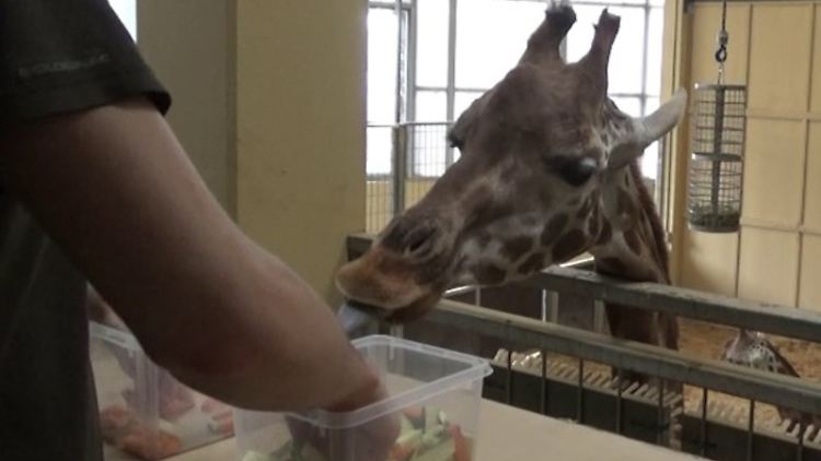 Eine Giraffe und der Versuchsleiter bei den Gemüse-Tests.