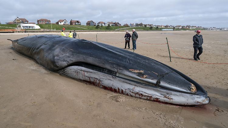 Die Behörden wollen das tote Tier nicht am Strand zerteilen.