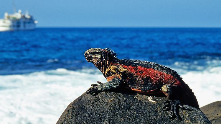 Mehrere Tierarten wie Landleguane kommen nur auf den Galapagos-Inseln vor.