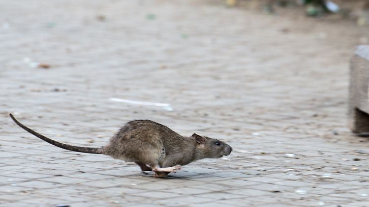 Eine Ratte kann innerhalb eines Jahres über mehrere Generationen etwa 500 Nachkommen haben.