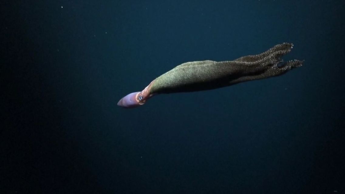 Tiefsee2.JPG