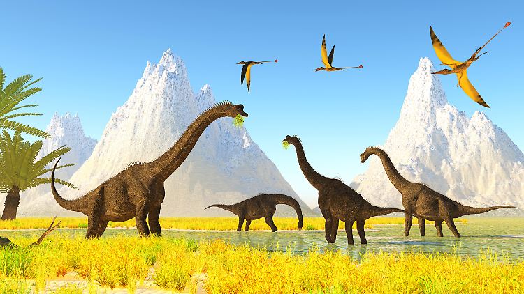 Eine Wasserpflanzen fressende Herde Brachiosaurus-Dinosaurier. Sie gehören der Gruppe der Sauropoden an.