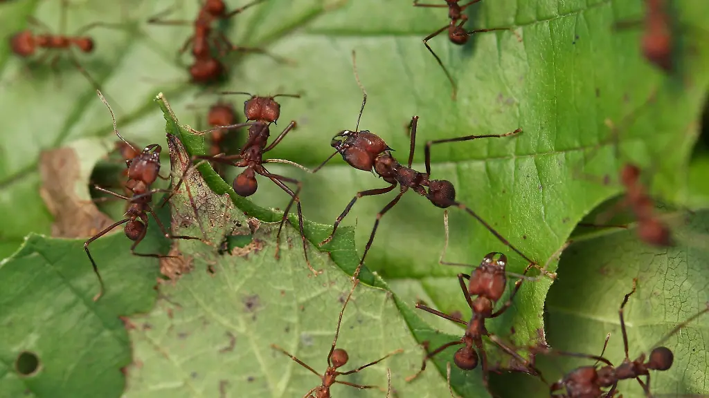 Blattschneiderameisen-sind-im-Tiergarten-in-Nuernberg-Mittelfranken-zu-sehen