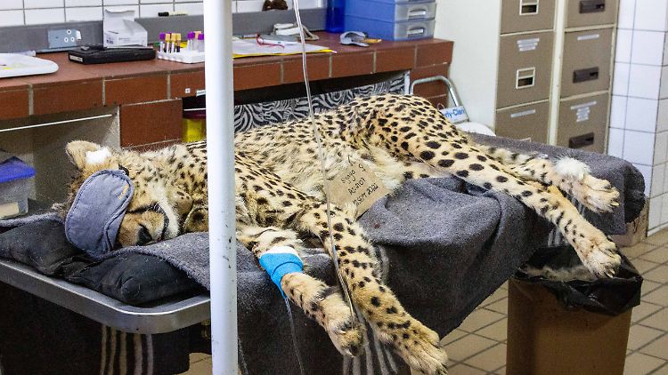 Ein weiblicher Gepard wird im September für die Reise nach Indien vorbereitet.  