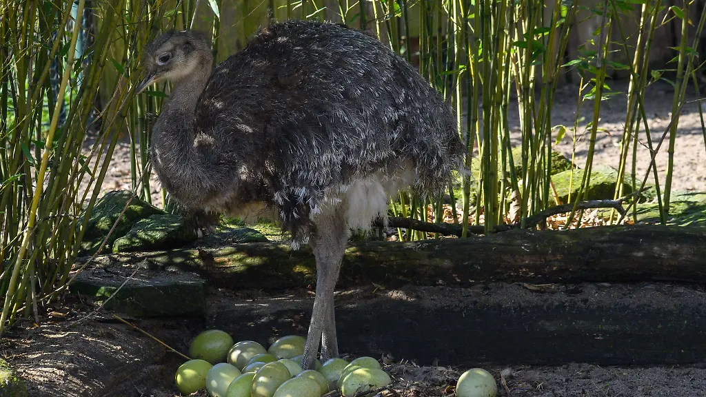 Ein-Nandu-Hahn-steht-im-Nest-ueber-den-Eiern