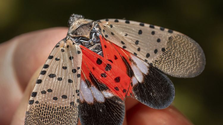 Die ursprünglich aus Südostasien stammende Gepunktete Laternenträgerzikade befällt Obstbäume, Weinreben, Hopfen und eine Reihe anderer Baumarten.