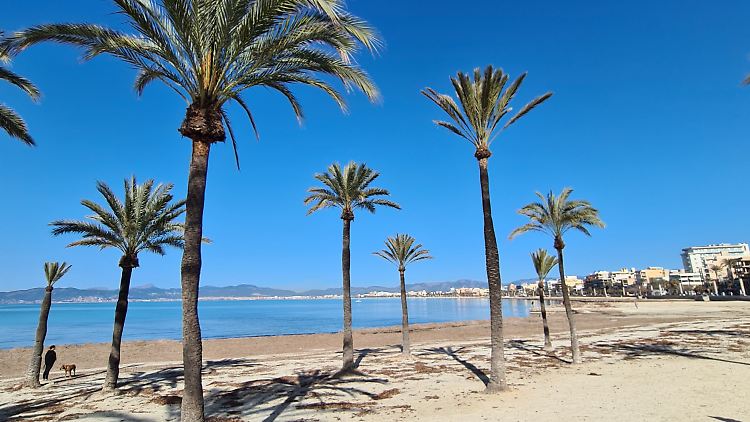 Die Stadt Palma will Geld sparen und verzichtet dieses Jahr auf die begehrte "blaue Flagge".