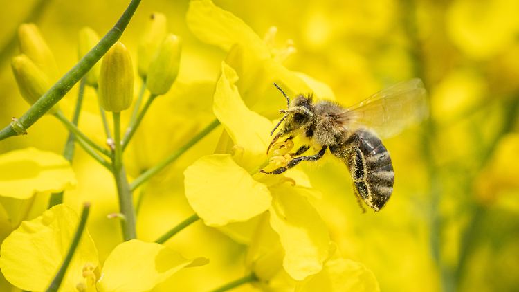 Auch die Beamten wurden von Bienen angegriffen.