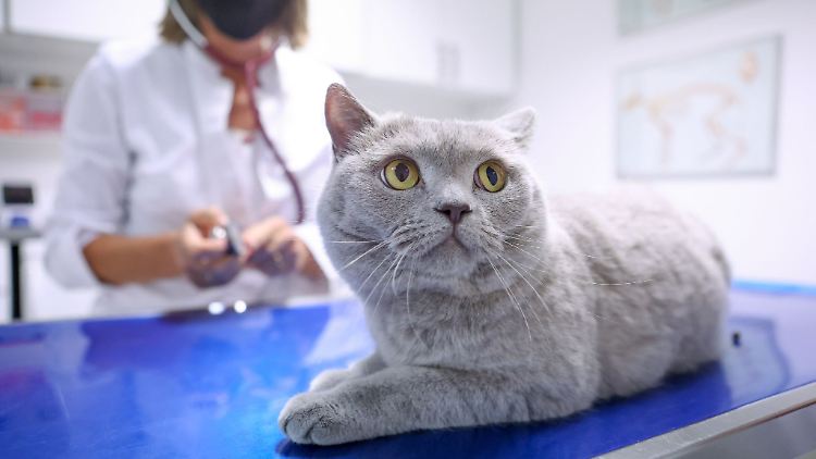 Hohe Tierarztkosten? Wer deshalb überlegt, eine Krankenversicherung für den Vierbeiner abzuschließen, sollte sich vorab gut informieren.