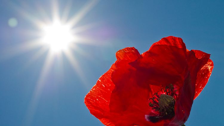 Mit Hilfe der UVB-Strahlen im Sonnenlicht kann im menschlichen Körper Vitamin D produziert werden.