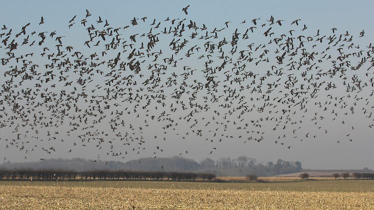 Vögel, die sich von Insekten ernähren, haben es auf dem Land schwer. Durch den Ackerbau gibt es nämlich kaum noch welche.