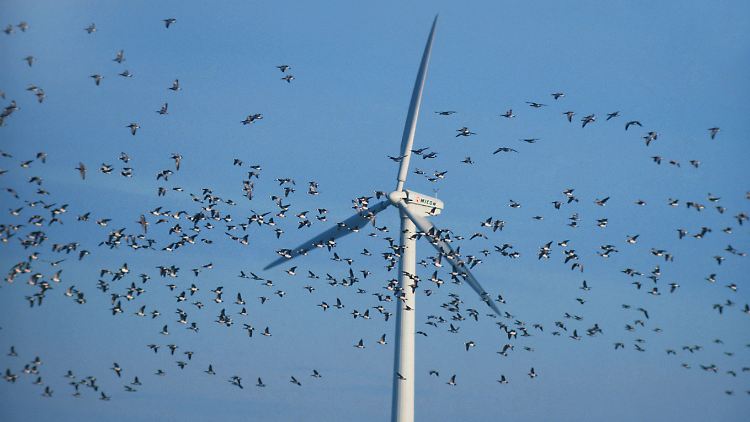 Weisswangengänse vor Windkraftanlage in den Niederlanden.
