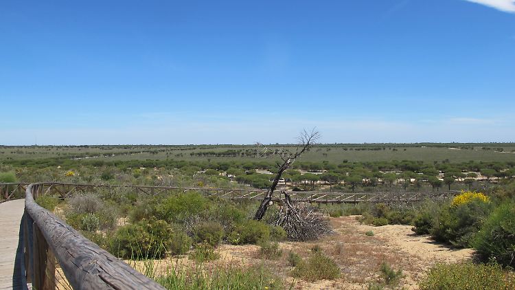Der Nationalpark Doñana ist ein flaches, früher periodisch überschwemmtes Feuchtgebiet, das zum Meer hin von hohen Wanderdünen wie hier an der Cuesta Maneli begrenzt wird.